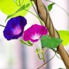 20PC 5FT Natural Bamboo Plant Climbing Stakes Helping Plants Grow and Beautifying Your Space