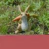 Cute Rabbit Yard Ornament